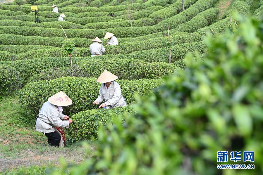 (社會(huì))(3)福州春茶節(jié)線(xiàn)上開(kāi)采