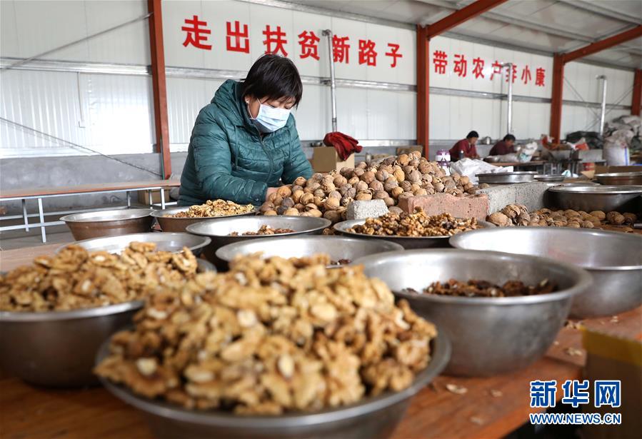 #(經濟)(6)小核桃助農致富奔小康
