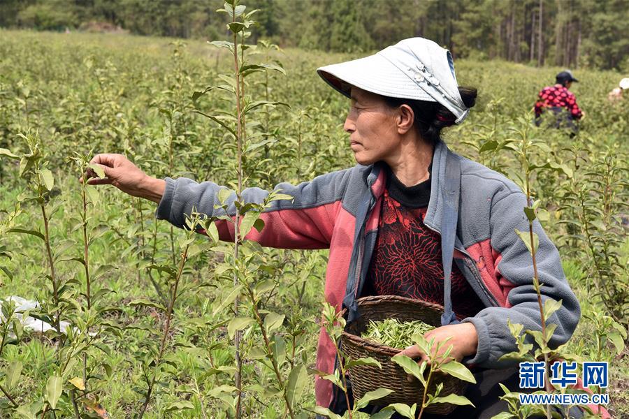 (脫貧攻堅)(3)西藏察隅首批春茶開采