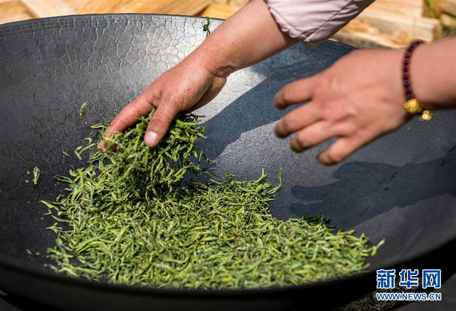 (脫貧攻堅)(6)西藏察隅首批春茶開采