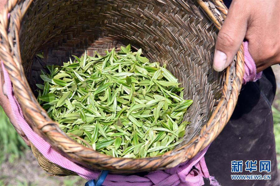 (脫貧攻堅)(7)西藏察隅首批春茶開采