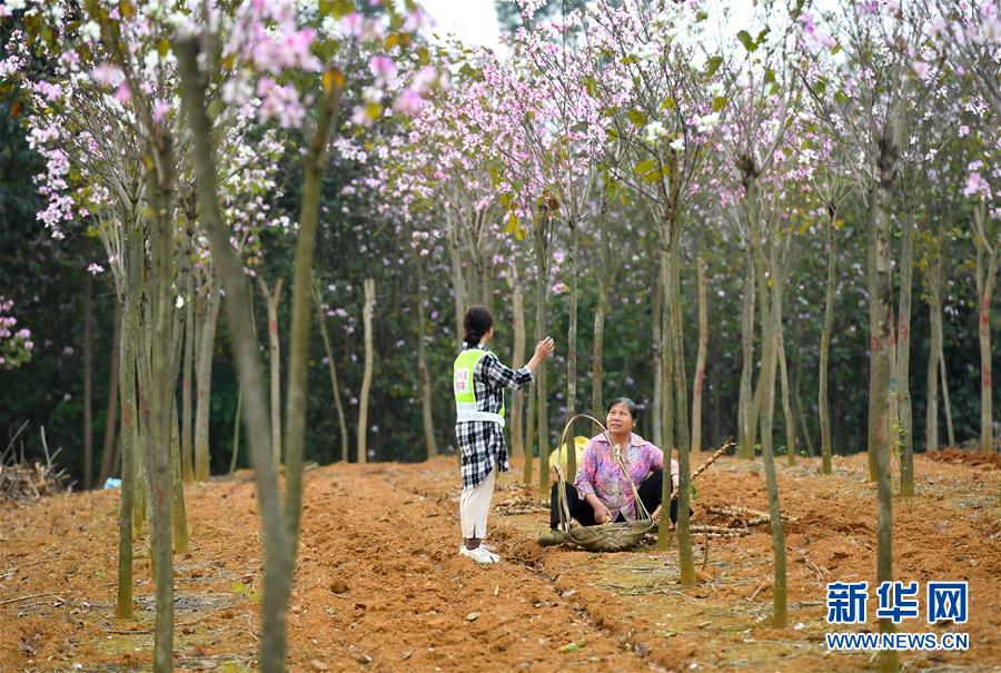 #(圖片故事)(6)廣西柳州:90后女碩士進村扶志路