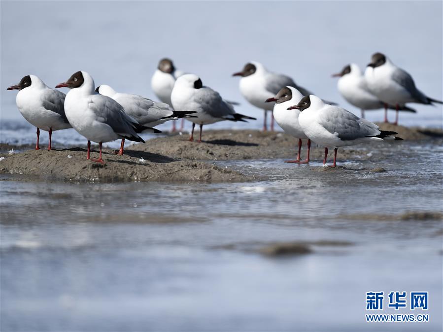 (環(huán)境)(1)鷗翔青海湖