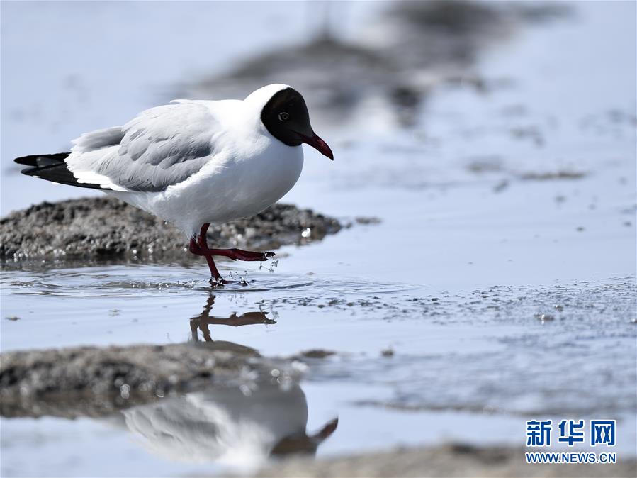 (環(huán)境)(2)鷗翔青海湖