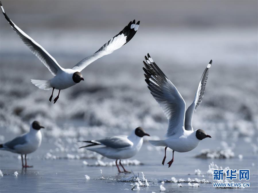 (環(huán)境)(3)鷗翔青海湖