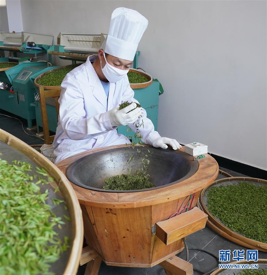 (經濟)(3)“南茶北移”香飄太行