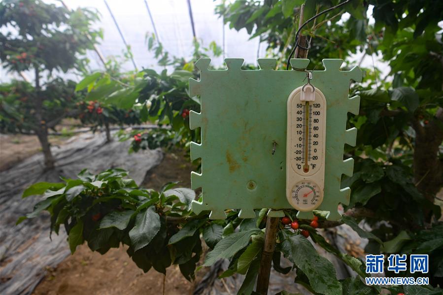 （經濟）（3）天山腳下櫻桃紅