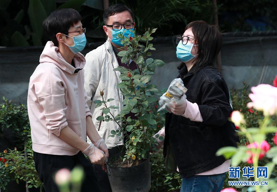 #（社會(huì)）（2）武漢：花卉市場(chǎng)人氣漸旺