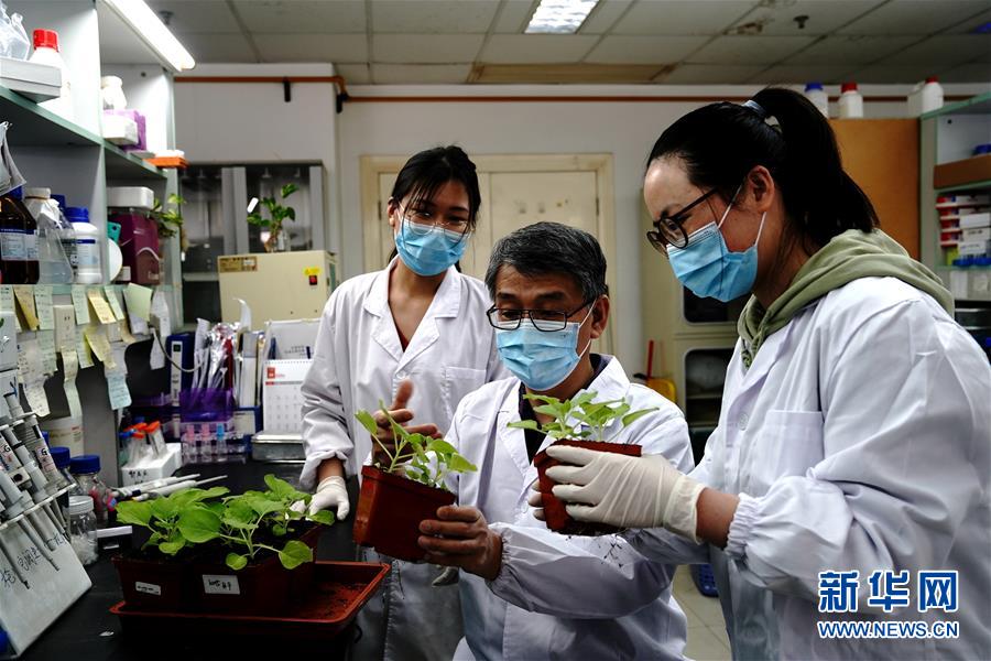（圖文互動）（5）應對全球變暖下糧食安全挑戰 我國科學家獨辟蹊徑獲突破性進展