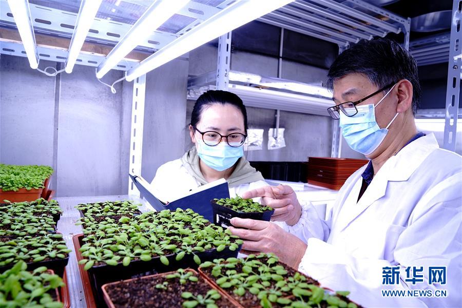 （圖文互動）（3）應對全球變暖下糧食安全挑戰 我國科學家獨辟蹊徑獲突破性進展