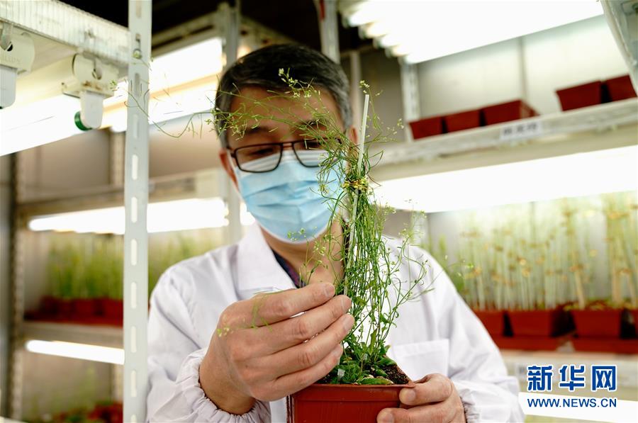 （圖文互動）（4）應對全球變暖下糧食安全挑戰 我國科學家獨辟蹊徑獲突破性進展