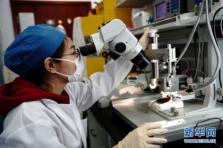 （圖文互動）（2）攻擊行為如何被大腦控制？科學家在小鼠大腦中發(fā)現“調節(jié)開關”