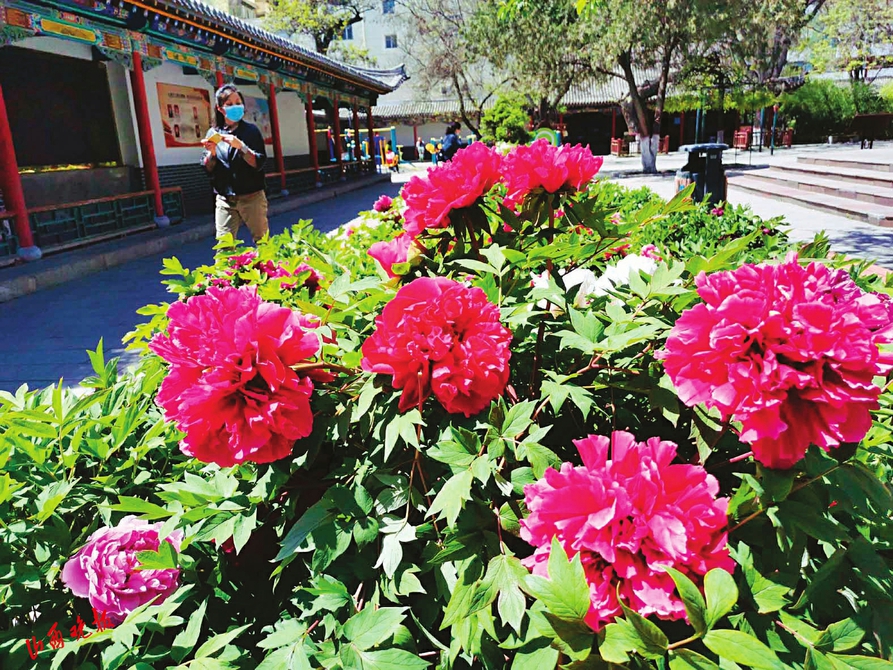 太原文瀛公園牡丹迎來盛花期