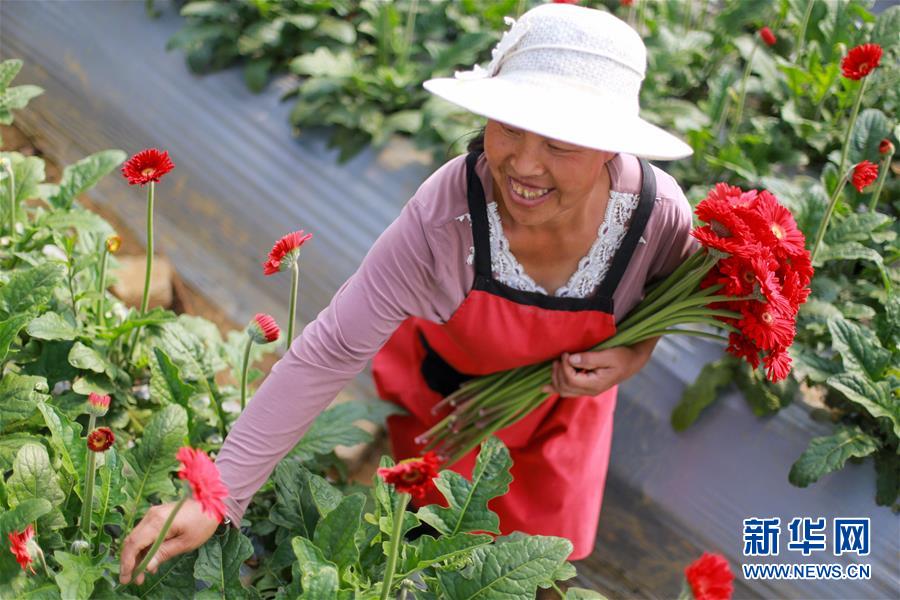 #(經濟)(2)貴州黔西:“鮮花經濟”助增收