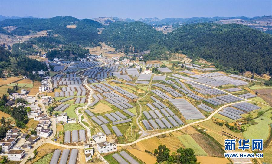 #(經濟)(4)貴州黔西:“鮮花經濟”助增收