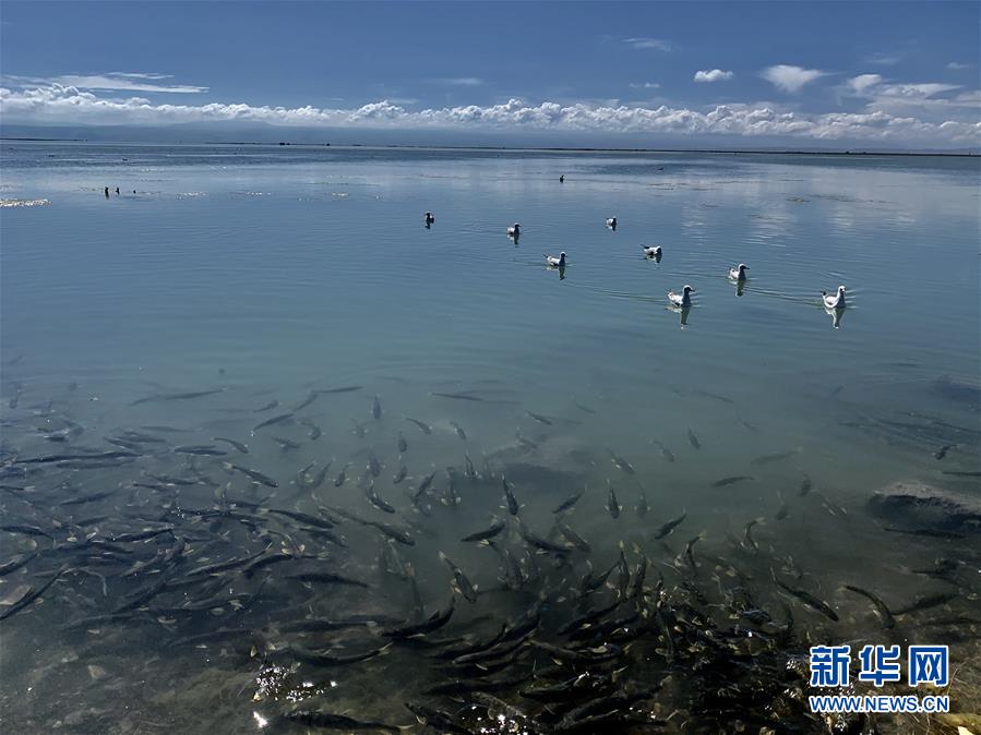 （圖文互動）（3）青海積極推進青海湖國家公園規劃建設