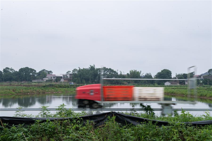 （新華視界）（3）龍蝦養殖基地跑起“小火車”