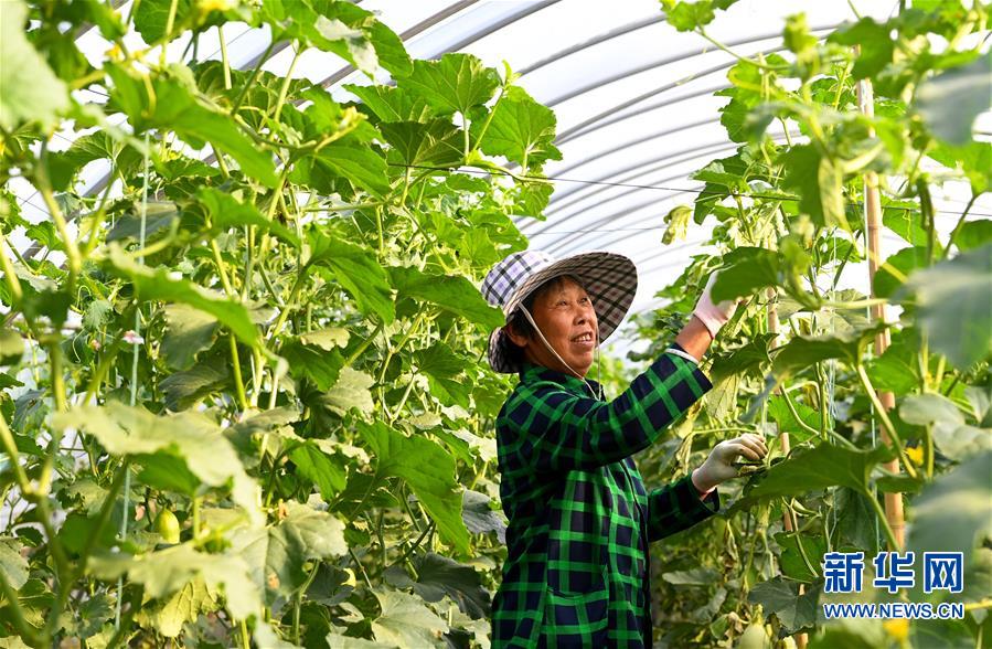 （脫貧攻堅）（3）河南南陽：打造產業基地 助力脫貧增收