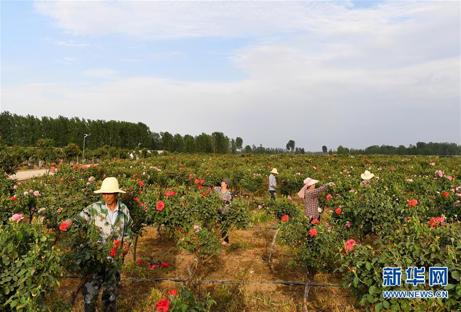 （脫貧攻堅）（2）河南南陽：打造產業基地 助力脫貧增收
