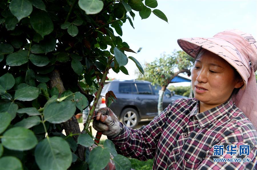（脫貧攻堅）（4）河南南陽：打造產業基地 助力脫貧增收