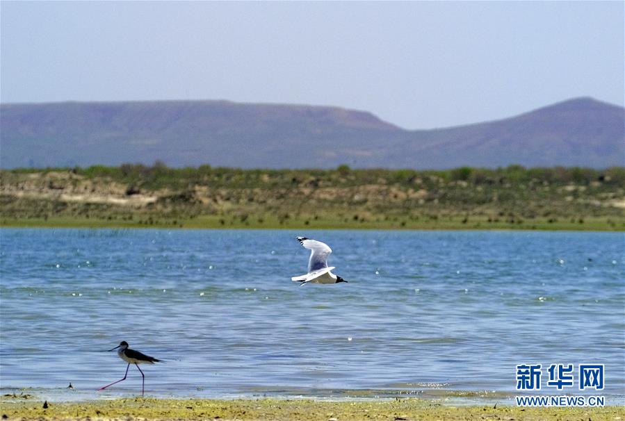 (環境)(3)泊江海子又成鳥類樂園