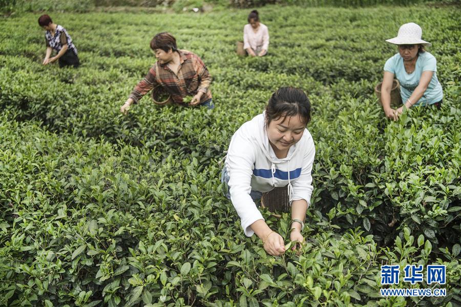 (脫貧攻堅)(3)秦巴小山村的華麗蛻變