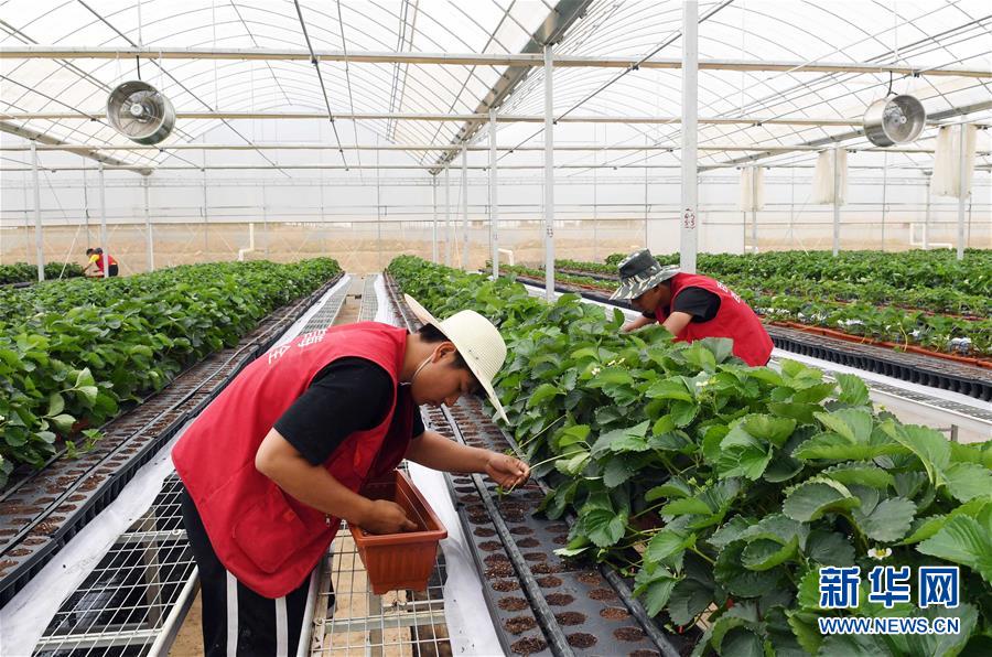 (脫貧攻堅)(3)草莓育苗基地帶動農民增收