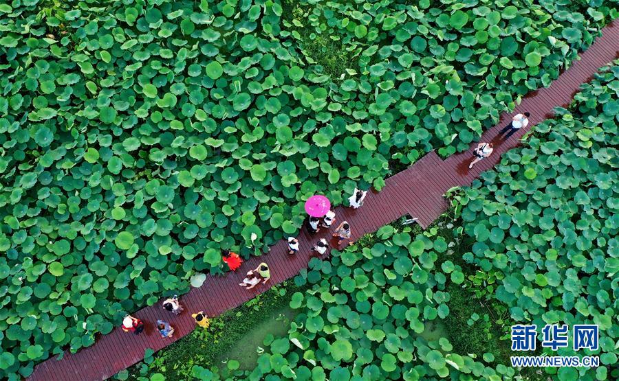 #(經濟)(4)廣西柳州:萬畝荷塘迎客來