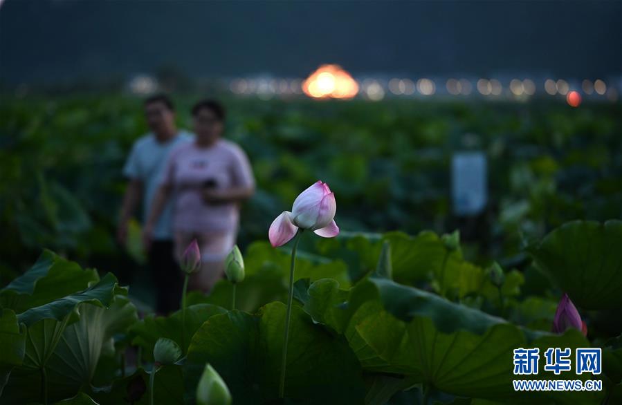 #(經濟)(1)廣西柳州:萬畝荷塘迎客來