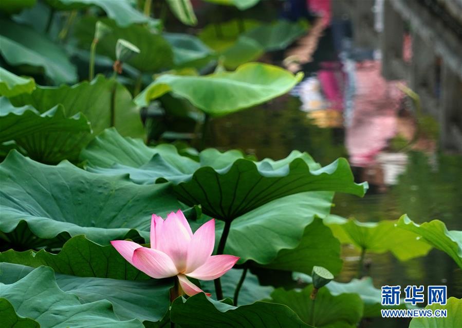 (環境)(4)夏日賞荷