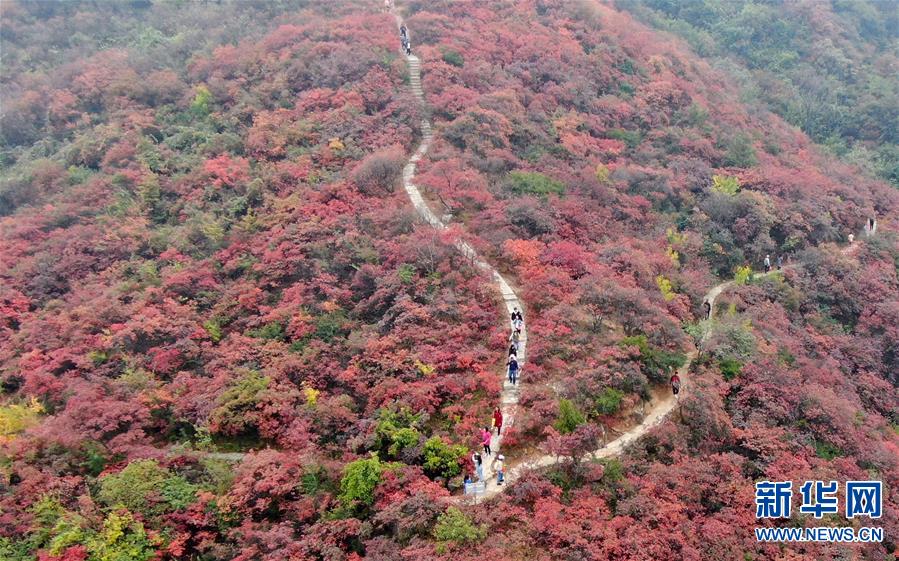 （美麗中國）（1）河南鞏義：層林盡染醉金秋