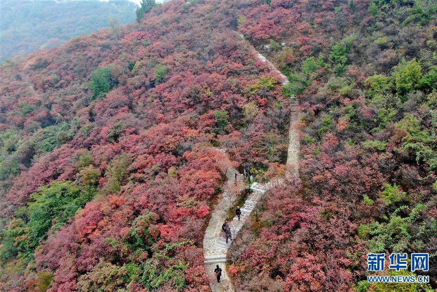 （美麗中國）（2）河南鞏義：層林盡染醉金秋