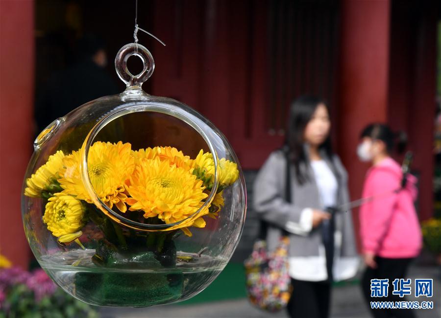 （新華視界）（3）河南開封：古城菊香迎客來(lái)