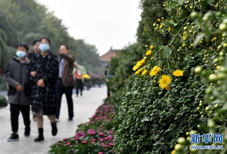 （新華視界）（5）河南開封：古城菊香迎客來(lái)
