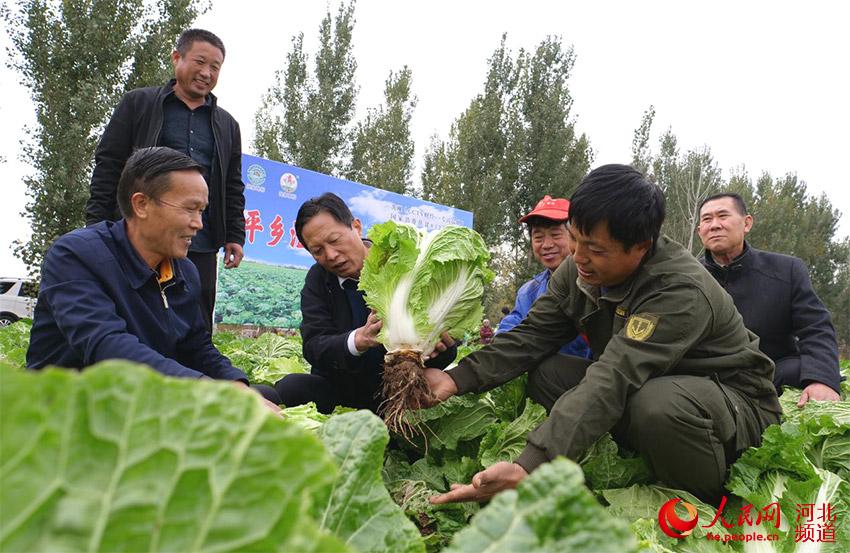 菜農(nóng)們查看“滏河貢”白菜長勢。 李國軍攝