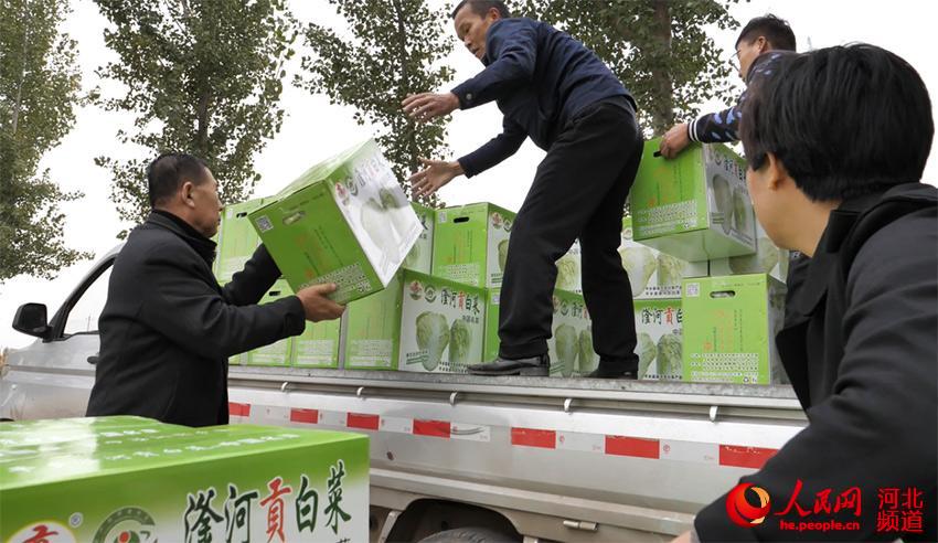 菜農(nóng)們正在將“滏河貢”白菜裝車外銷。 李國軍攝