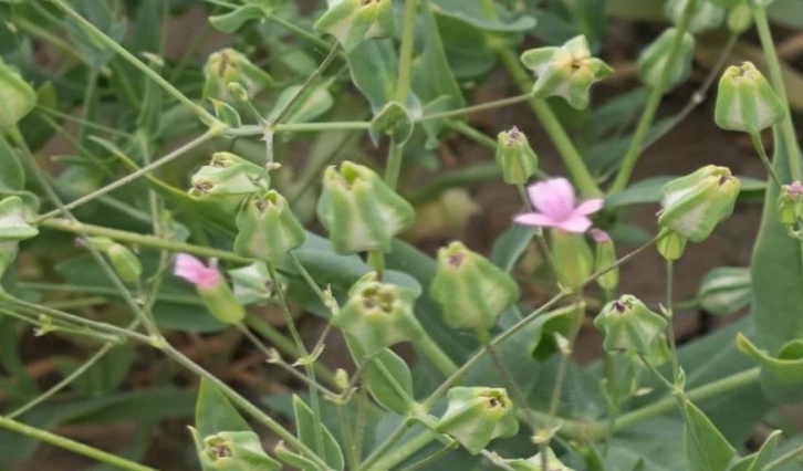 300畝中藥材豐收了！河北峰峰鎮(zhèn)特色種植蹚出增收致富新路子